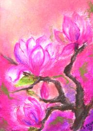 Magnolia